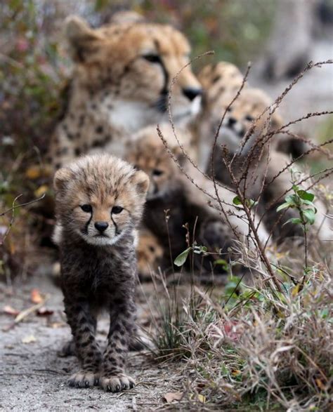 cheetah cub cam